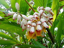 沖縄で育った月桃（ゲットウ）の花